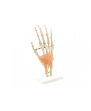 Hand-Skelett mit Bändern
